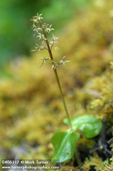 Listera cordata
