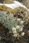 Alpine Smelowskia