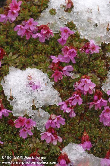 Douglasia laevigata