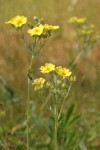 Fivefinger Cinquefoil