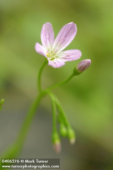Montia parvifolia