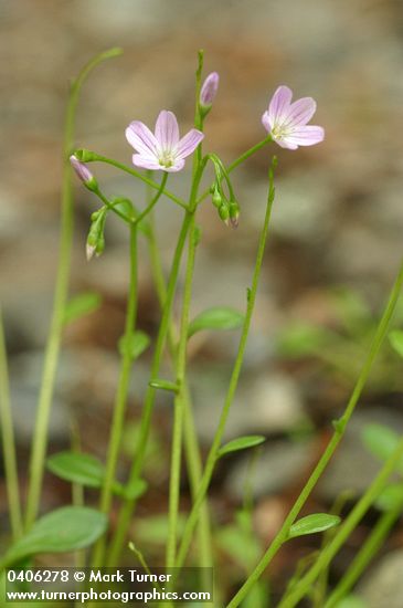 Montia parvifolia