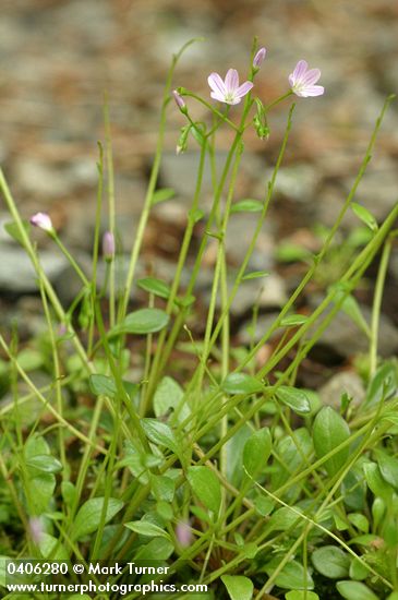 Montia parvifolia