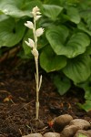 Phantom Orchid w/ May Lily foliage bkgnd