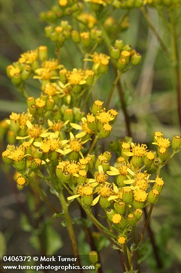 Senecio hydrophiloides (S. foetidus)