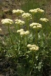 Heart-leaf Buckwheat