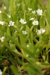 Scouler's Popcorn Flower