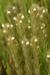 Hairy Owl Clover