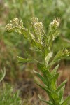 Field Peppergrass