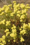 Round-headed Desert Buckwheat