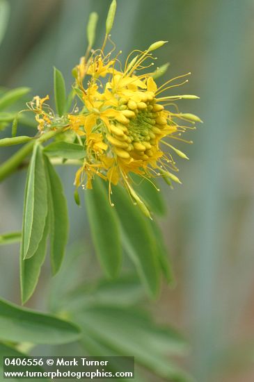 Cleome lutea