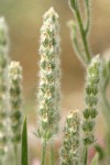 Woolly Plantain blossoms detail