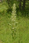 Monument Plant