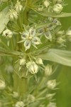 Monument Plant blossoms