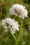 Mountain Swamp Onion blossoms