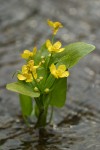 Blue Mountain Buttercup
