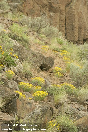 Erigeron linearis; Agropyron spicatum; Balsamorhiza sagittata