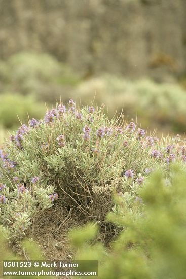 Salvia dorrii
