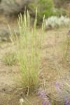 Bluebunch Wheatgrass