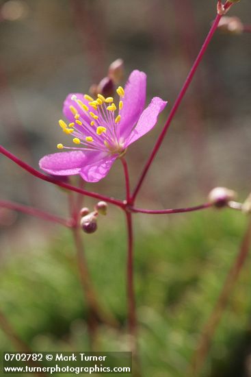 Talinum spinescens
