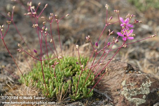 Talinum spinescens