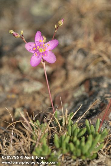 Talinum spinescens