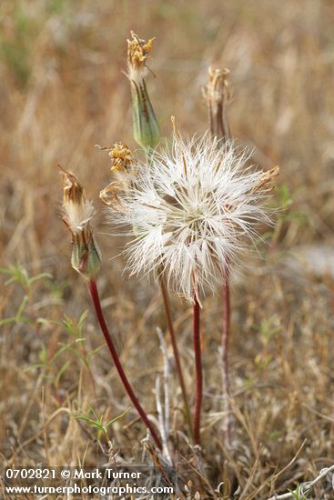 Nothocalais troximoides (Microseris troximoides)