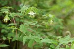 Hooker's Fairybell