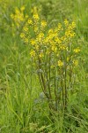 Early Yellowrocket