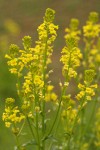 Early Yellowrocket blossoms