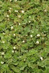 Burrowing Clover