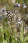 Yellow and Blue Forget-me-nots