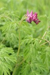 Scouler's Corydalis blossoms & foliage