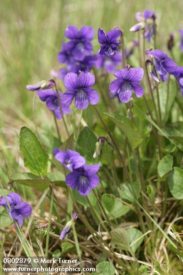 Viola adunca