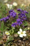 Early Blue Violets w/ Virginia Strawberries