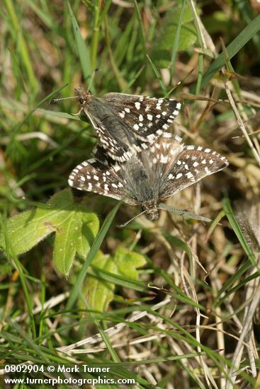 Pyrgus ruralis