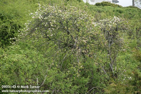 Malus pumila