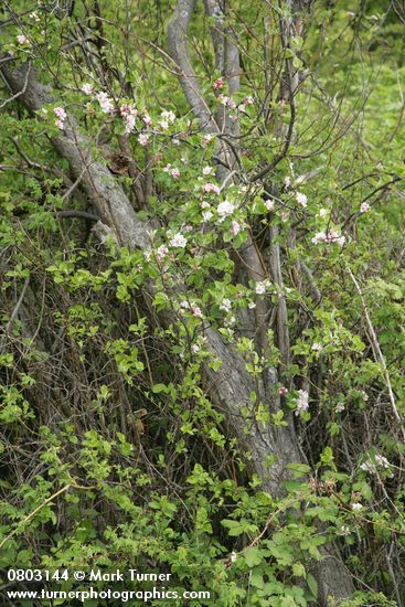 Malus pumila