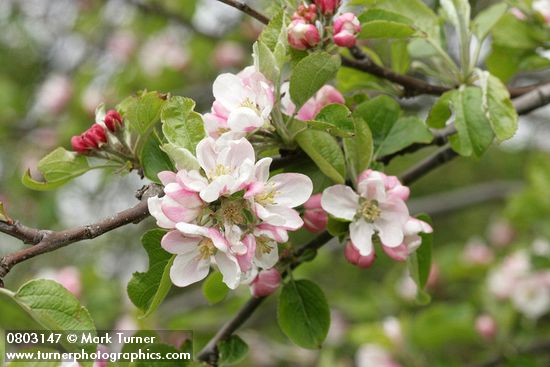 Malus pumila