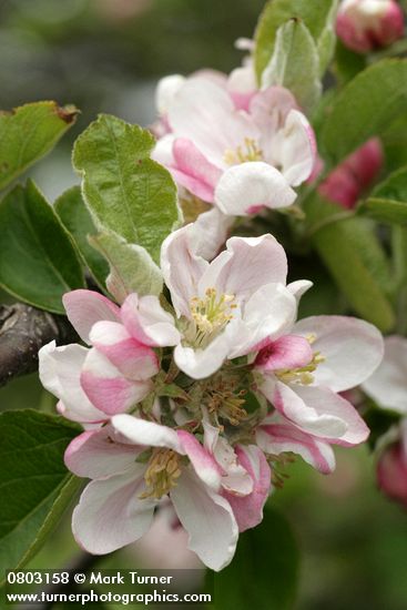 Malus pumila