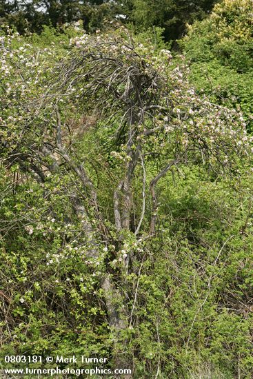 Malus pumila