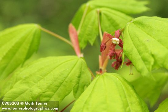 Acer circinatum