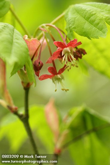 Acer circinatum