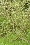 Sitka Willow