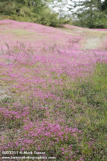 Plectritis congesta