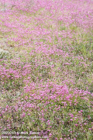 Plectritis congesta