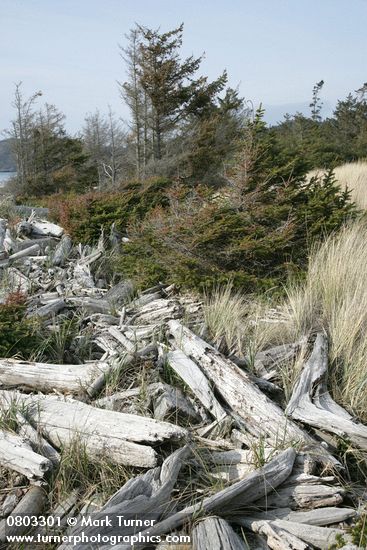 Picea sitchensis