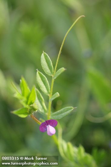 Vicia tetrasperma