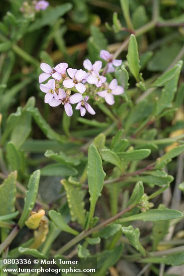 Cakile edentula