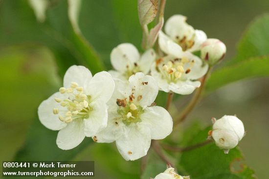 Malus fusca